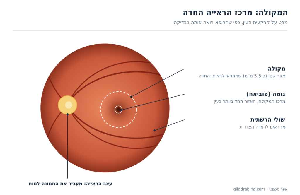 איור: קרקעית העין עם המקולה, הגומה (פוביאה), עצב הראייה ושולי הרשתית